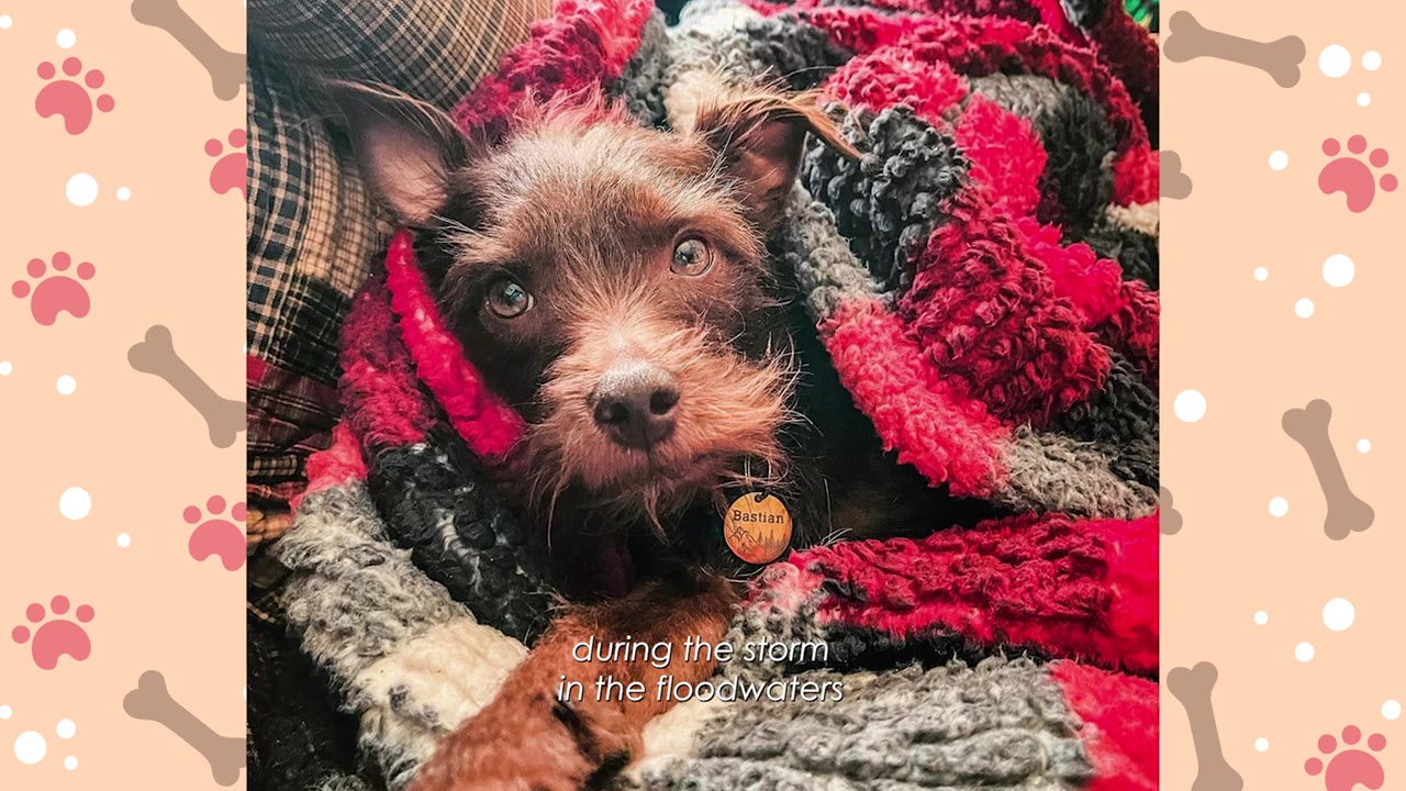A small, scruffy brown dog named Bastian wrapped in a red, black, and grey textured blanket, looking directly at the camera with wide eyes.