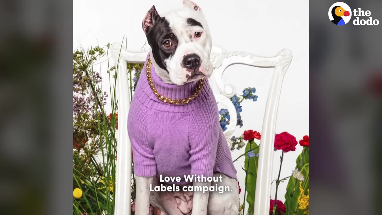 A black and white pit bull-type dog wearing a purple knit sweater and a gold chain collar sits on a white chair surrounded by colorful flowers.
