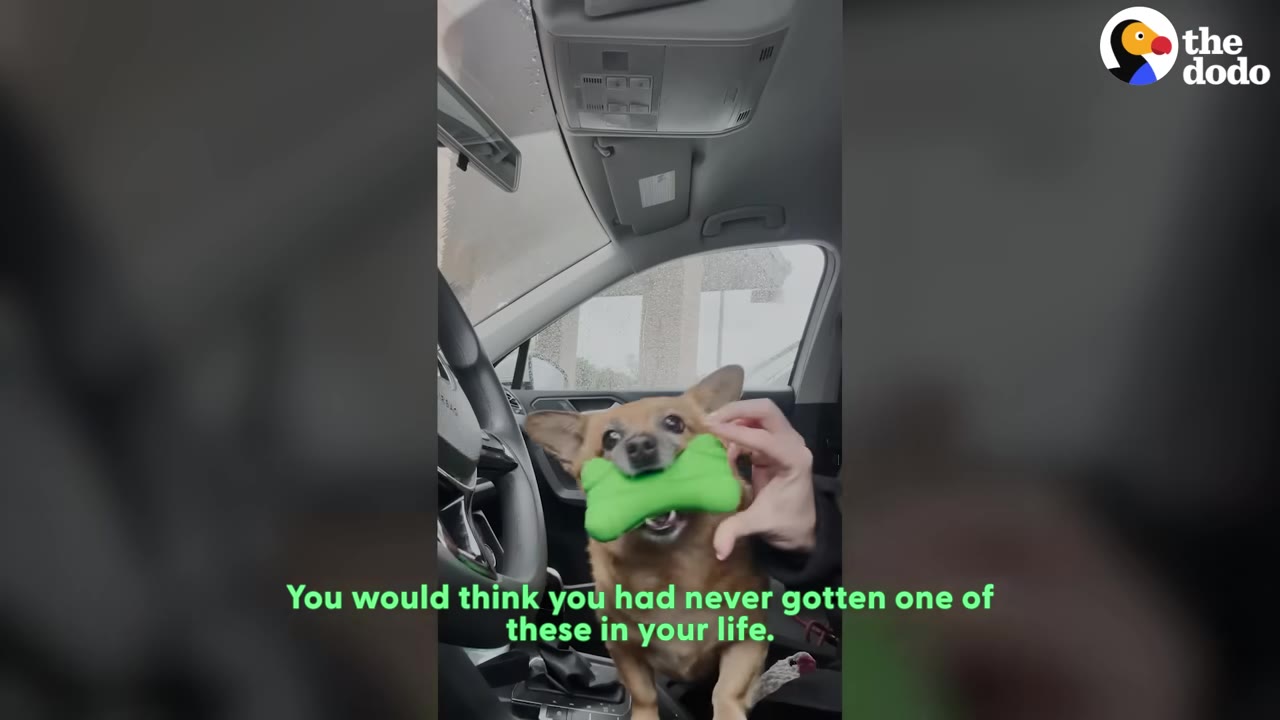A small brown dog sits in the front seat of a car, holding a bright green bone-shaped toy in its mouth while a person's hand gently holds the toy.