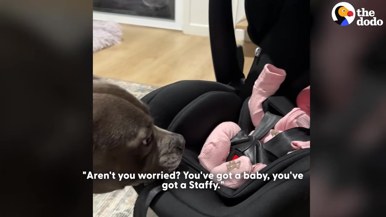 A grey Staffordshire Bull Terrier sniffs a newborn baby wearing pink clothing in a black car seat, with text overlay reading, 'Aren't you worried? You've got a baby, you've got a Staffy.'