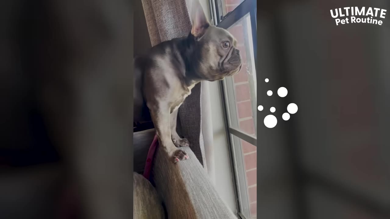 A French bulldog stands on the back of a sofa, looking intently out of a window next to a curtain.