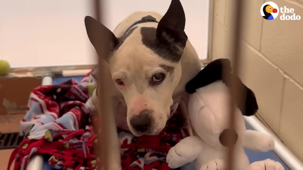 A black and white senior dog sits in a kennel behind vertical bars next to a Snoopy plush toy.