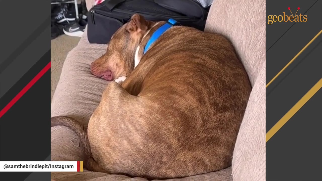 A brindle dog with a blue collar curled up asleep on a beige couch.