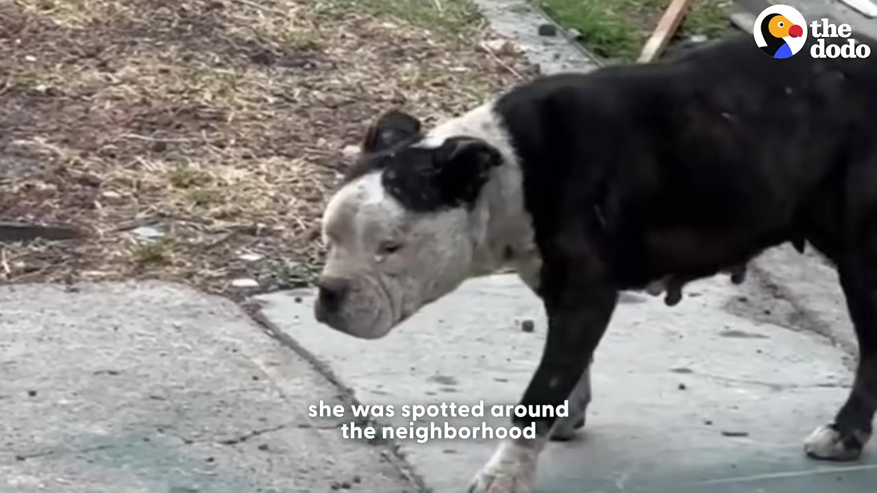 A black and white dog walking on a concrete sidewalk next to a patch of dirt.
