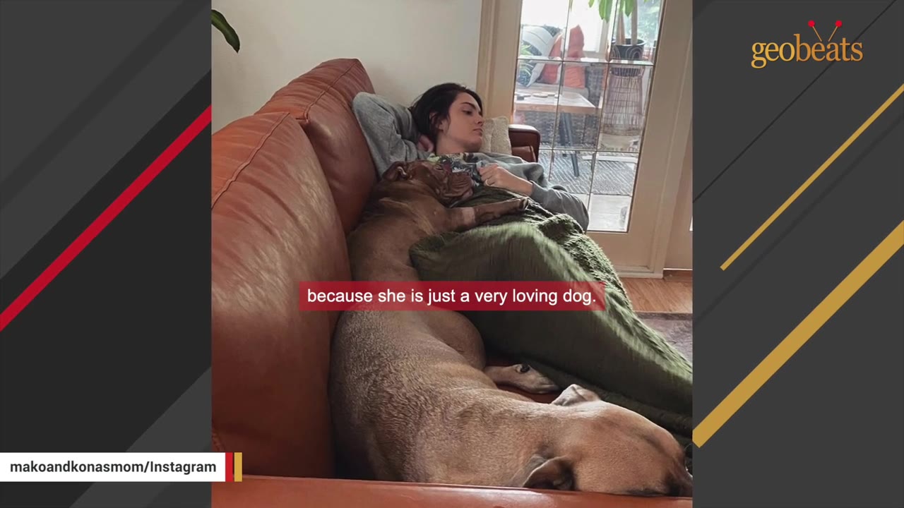 A woman relaxes on a brown leather couch under a green blanket, with two dogs cuddling close to her.