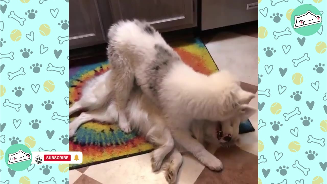 Two fluffy white and grey dogs playing together on a colorful tie-dye mat indoors, with one dog playfully standing over the other.