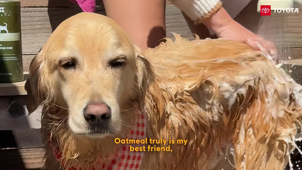 A close-up shot of a golden retriever named Oatmeal being bathed with soapy water, looking directly at the camera with a calm expression.