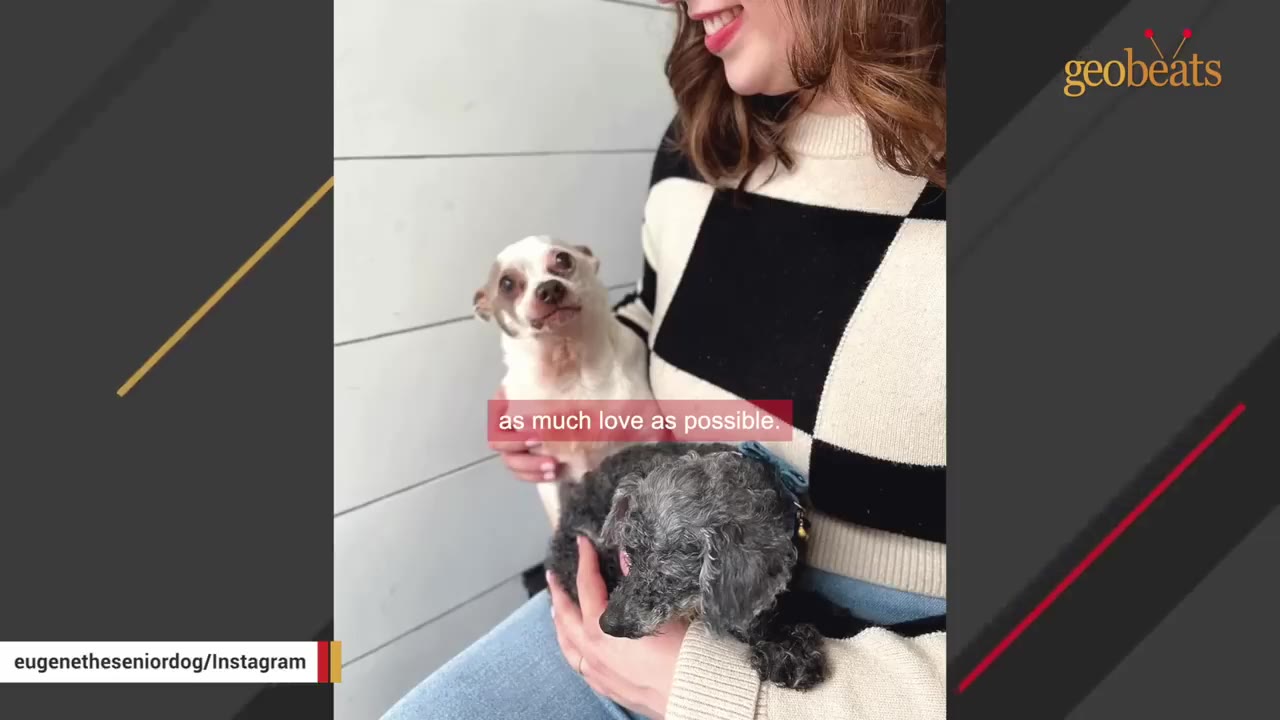 A woman in a black and white checkered sweater holds a small white chihuahua-mix dog and a small grey curly-haired dog in her lap.