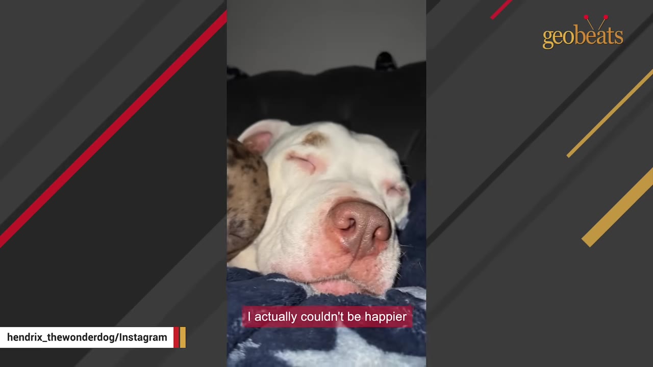 A close-up of a white dog sleeping peacefully on a blue blanket next to another brown-and-black patterned dog.