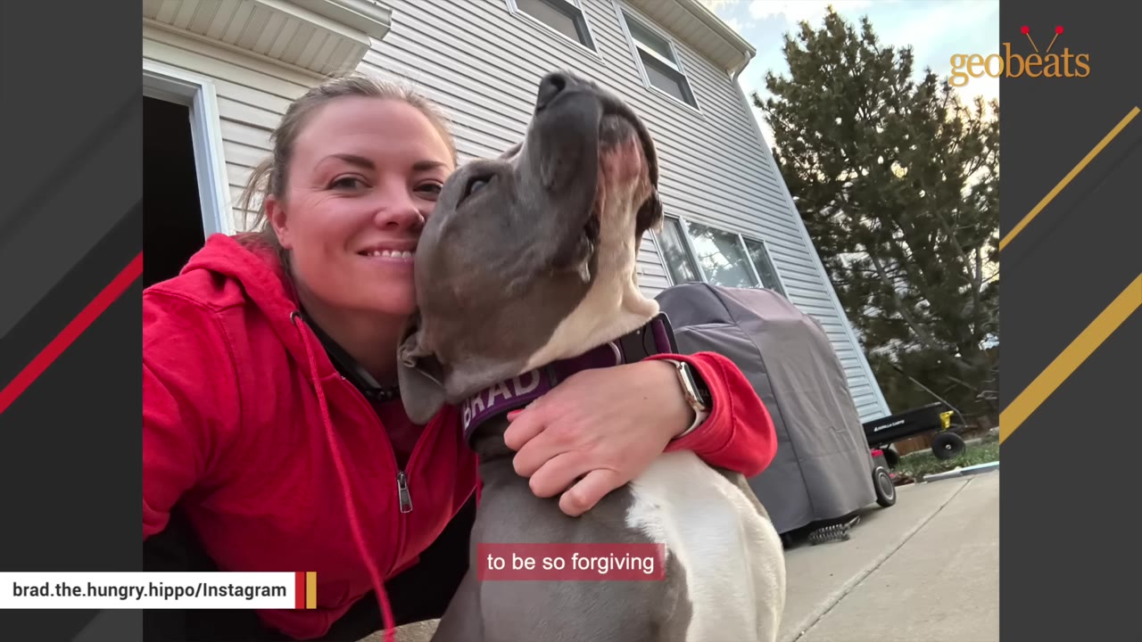A smiling woman in a red hoodie hugs a grey and white pit bull named Brad outdoors.