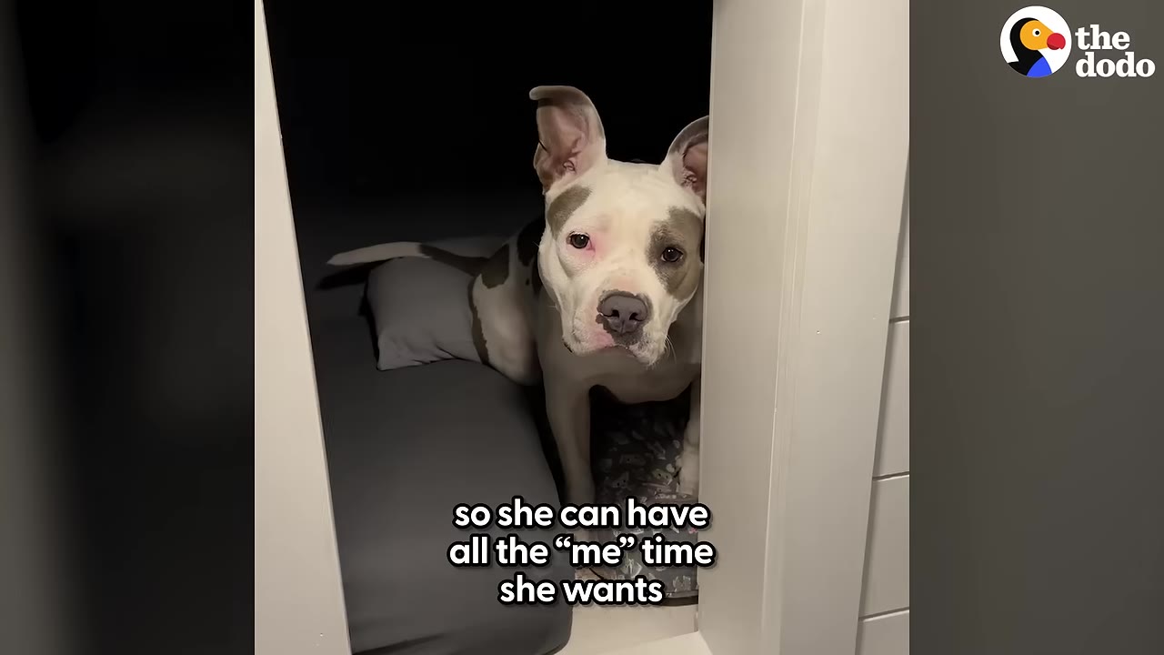 A white and grey pit bull dog named Gracie peeks out from her custom indoor dog house.