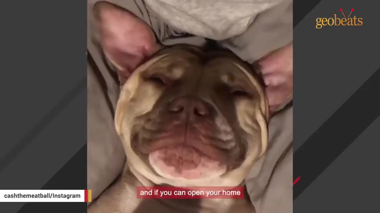 A close-up of a brown dog's face looking relaxed and happy as hands gently massage its ears.