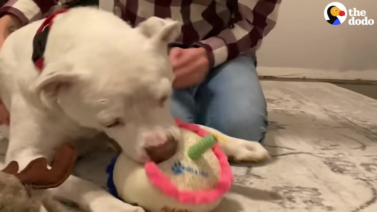 A white dog lies on a rug next to a person in a plaid shirt, sniffing a plush toy shaped like a birthday cake.