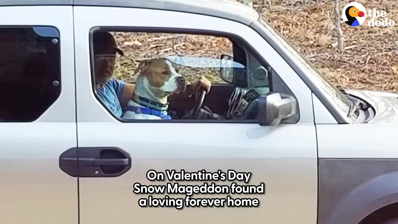 A brown and white dog named Snow Mageddon sits in the passenger seat of a silver car next to a man driving.