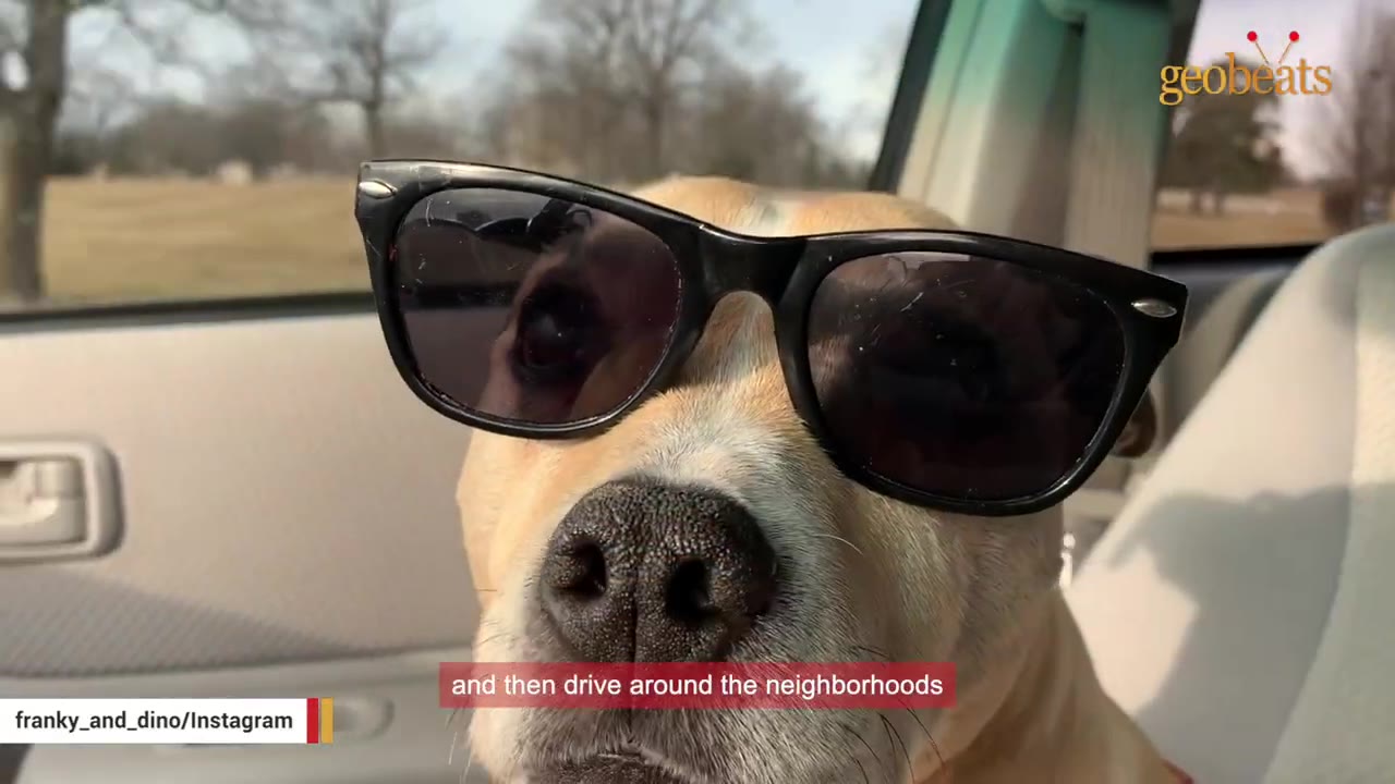 A close-up of a tan dog wearing black sunglasses while sitting inside a car.