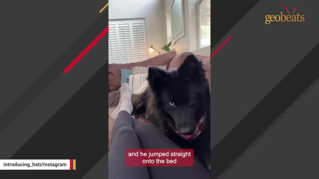 A fluffy black dog with one blue eye sits on a bed next to a person's legs.