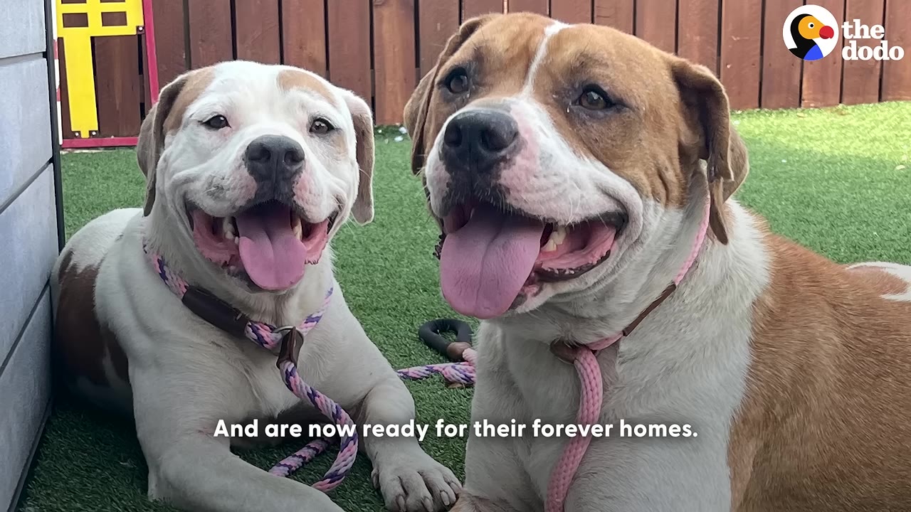 Two brown and white dogs lying side-by-side on green grass, smiling with their tongues out.