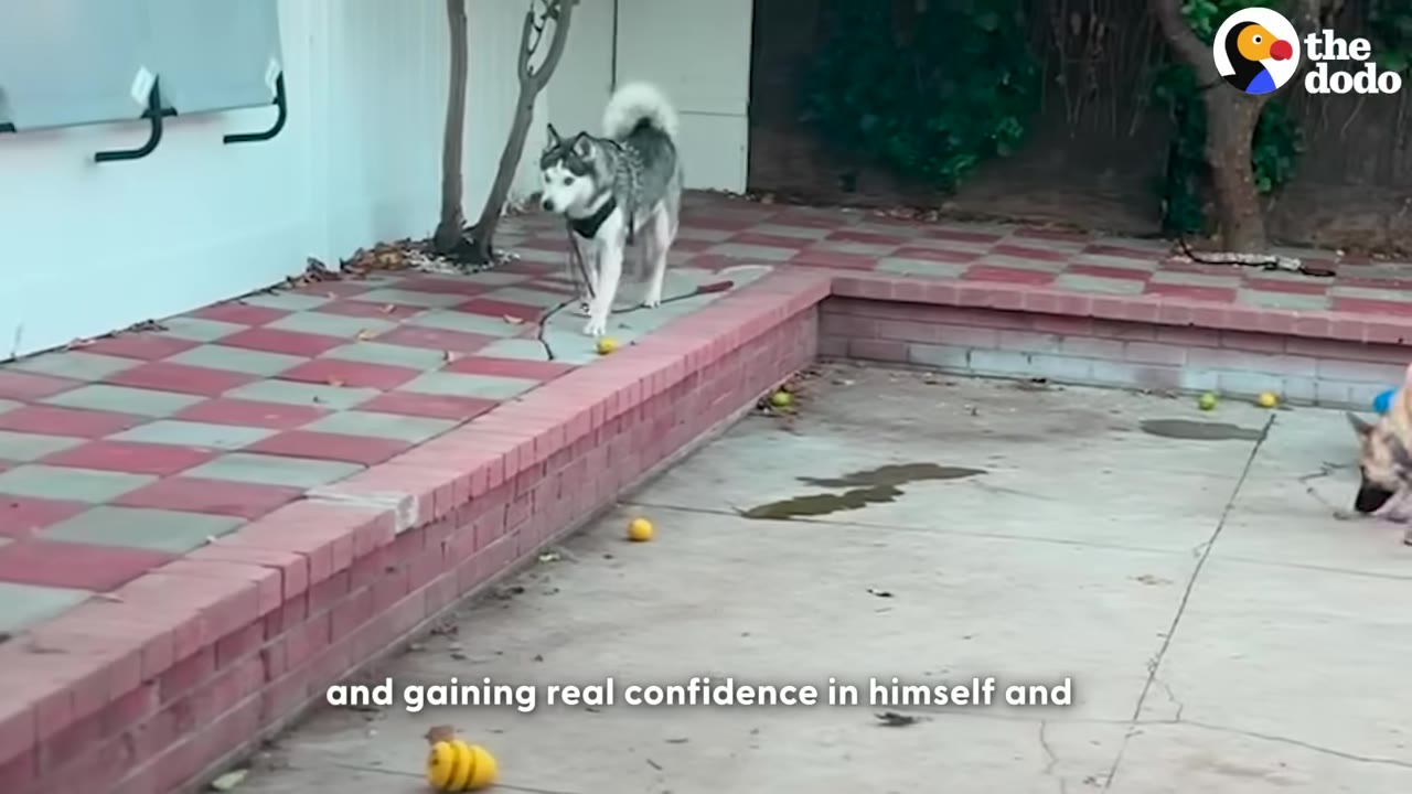A husky dog wearing a harness walks confidently along a red-and-white checkered patio in a backyard.