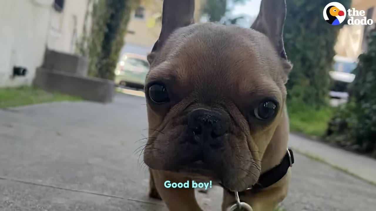 A close-up shot of a brown French bulldog looking directly into the camera while walking on a sidewalk.