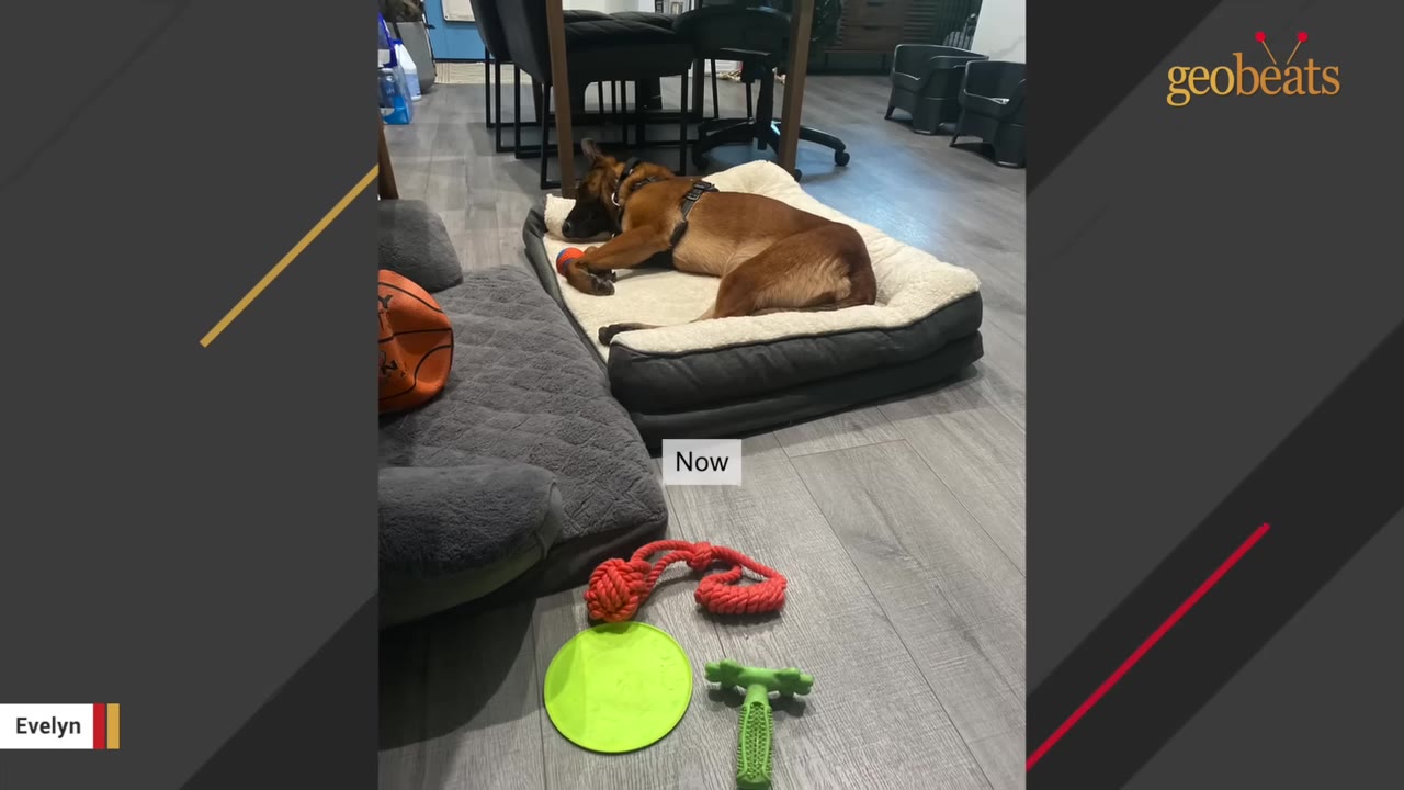 A brown dog wearing a harness lies comfortably on a large dog bed inside a home, with several dog toys scattered on the floor nearby.