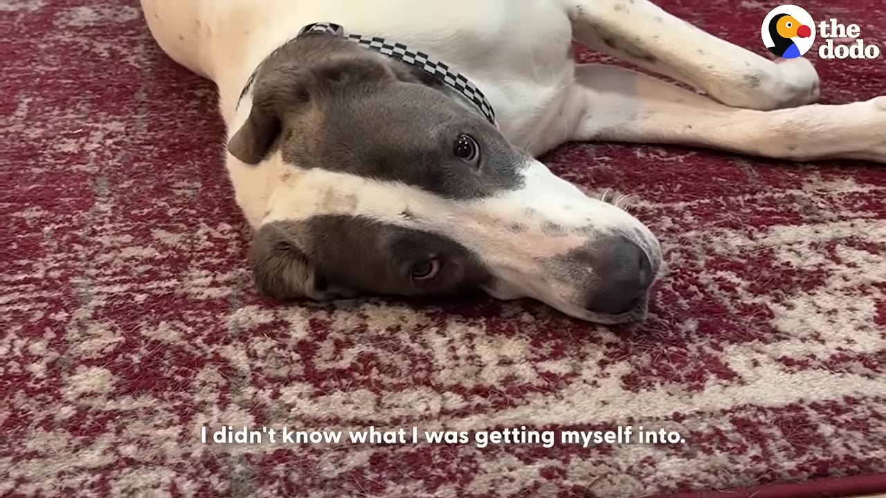 A grey and white dog lies on a red patterned rug, looking up with its head tilted.