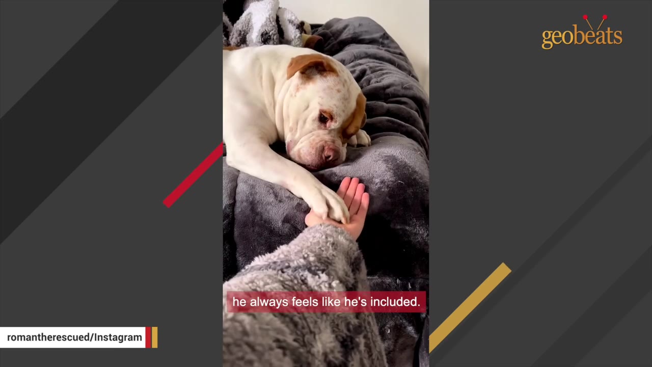 A white and brown bulldog lying on a grey blanket, placing its paw in a person's open hand.