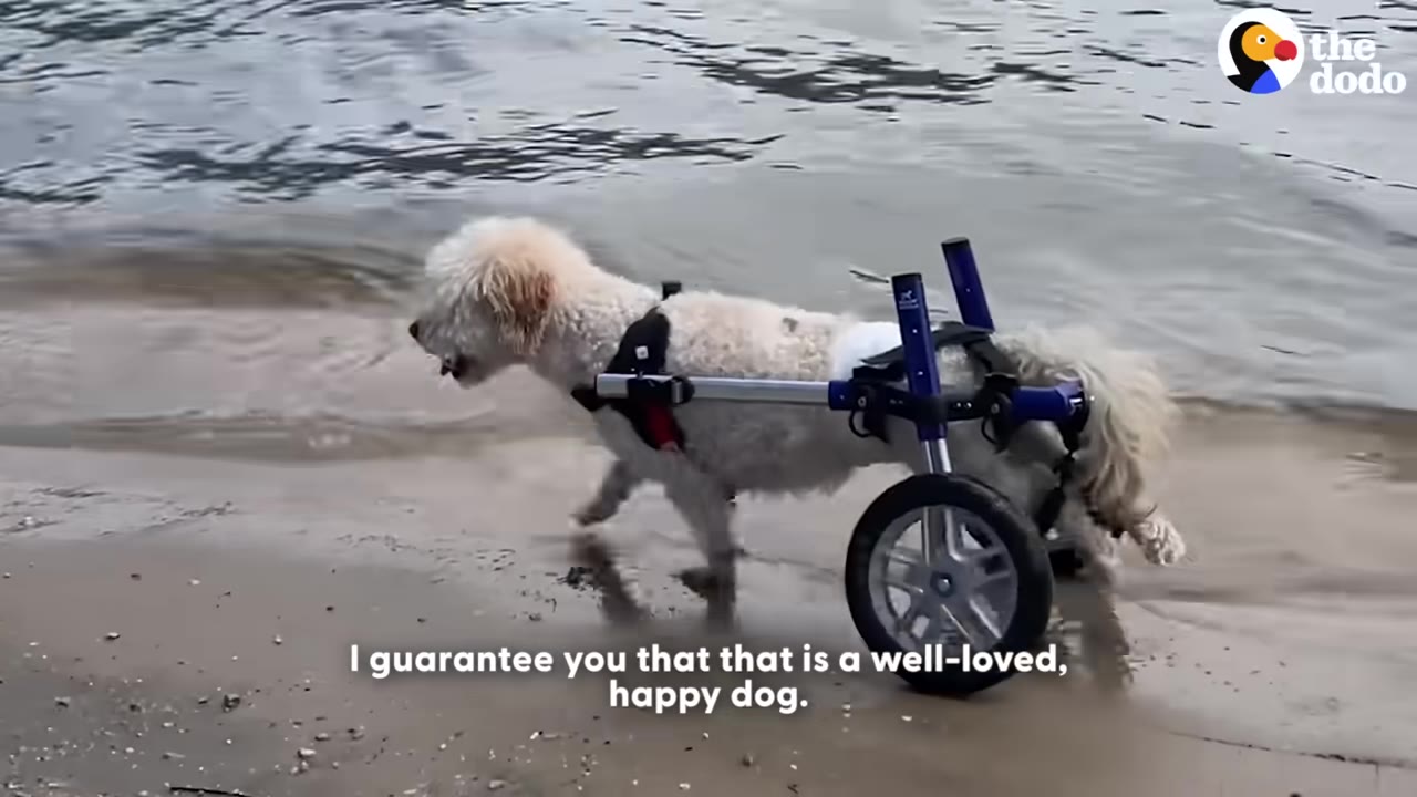 A fluffy white dog named Tyrion walks along a sandy shoreline in a blue and silver two-wheeled dog wheelchair.