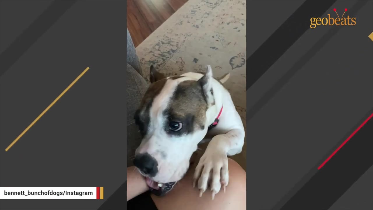 A close-up shot of Holly, a brown and white dog, looking up gently while resting her paw on a person's leg.