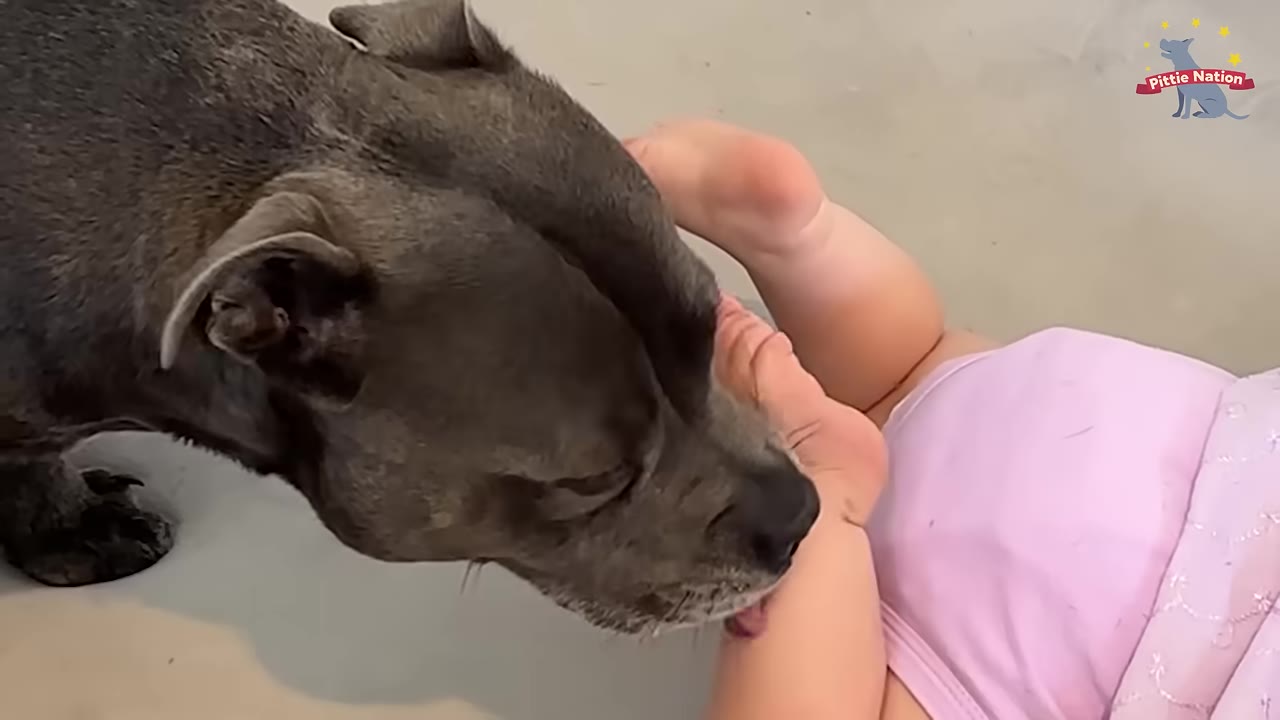 A close-up shot of a grey pit bull gently licking a baby's foot.