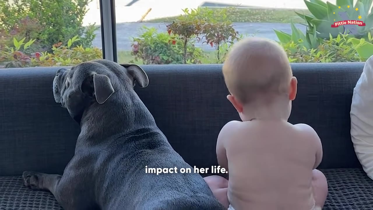 A grey Staffordshire Bull Terrier and a baby sit side-by-side on a dark grey couch, looking out a window together.