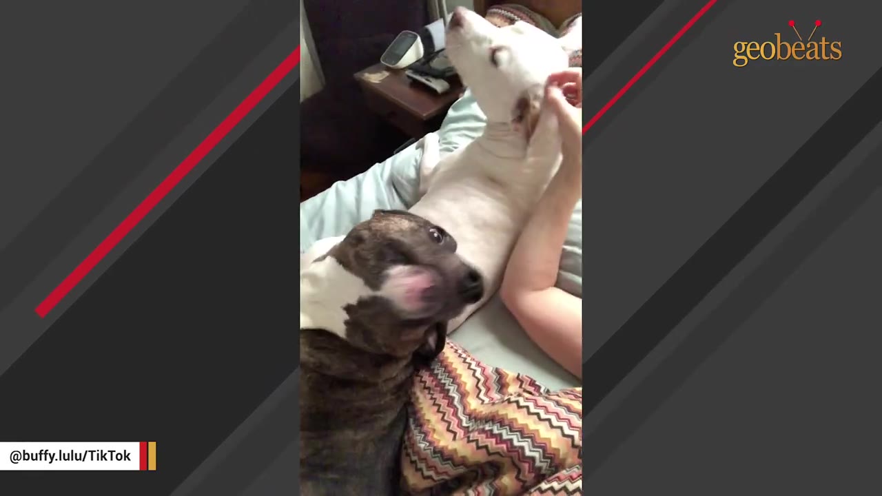 A brindle dog and a white dog cuddle close together on a bed next to a person.