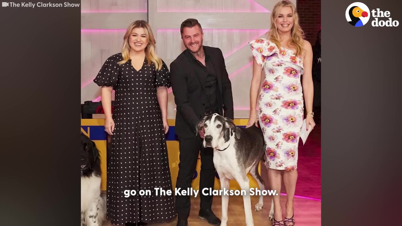 Goliath the Great Dane standing on stage at The Kelly Clarkson Show next to Kelly Clarkson, a man in a black suit, and a woman in a floral dress.