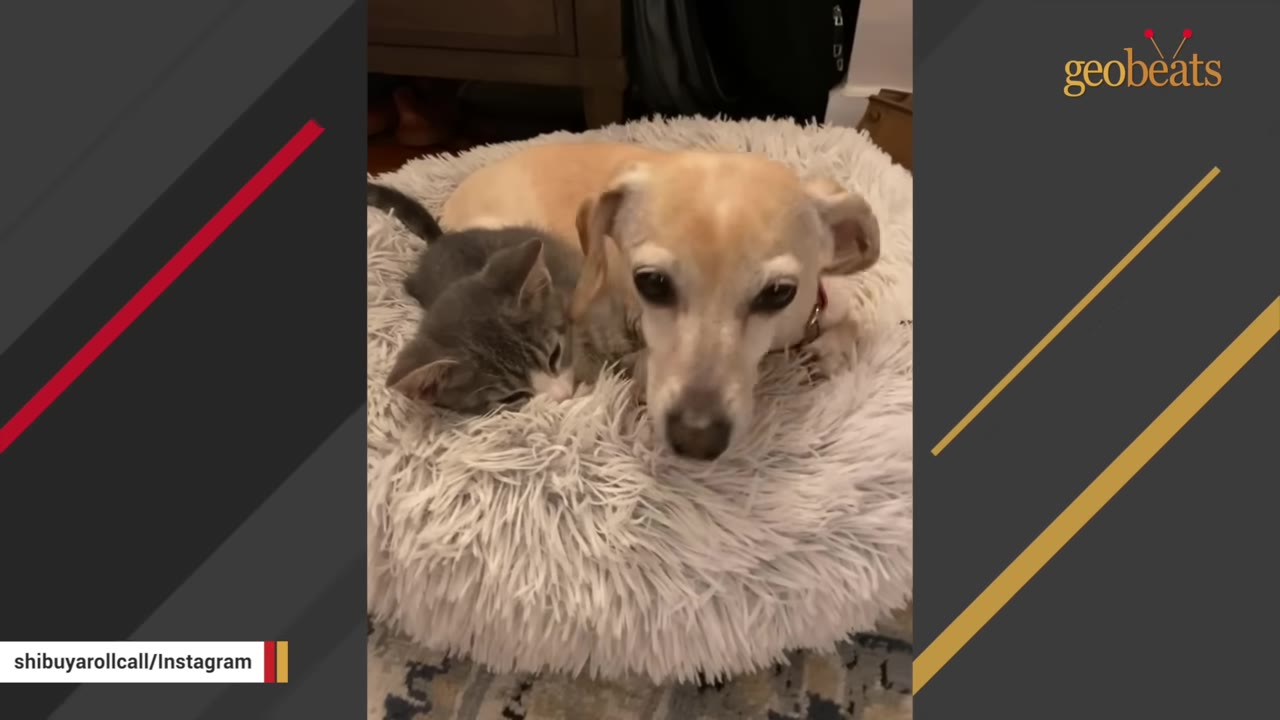 A light brown dog and a small grey kitten cuddle together in a fluffy white pet bed.