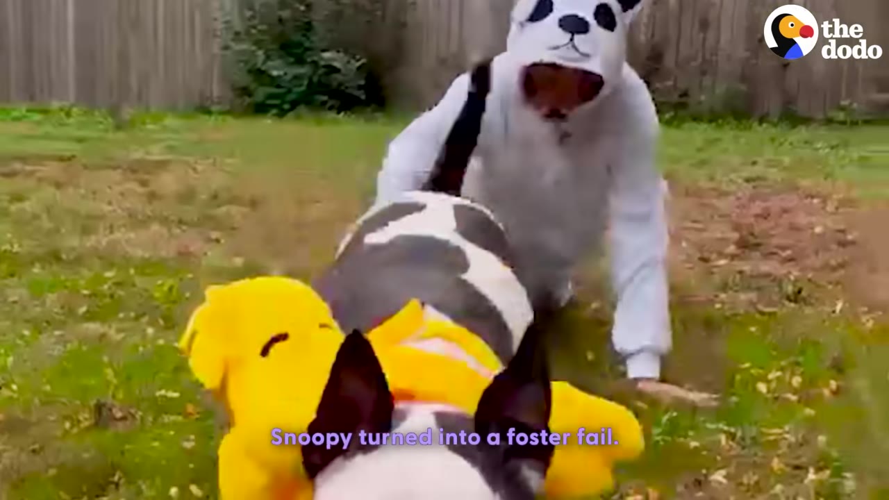 A black and white dog named Snoopy with a yellow plush toy on his back, while his owner in a panda costume plays with him on the grass.