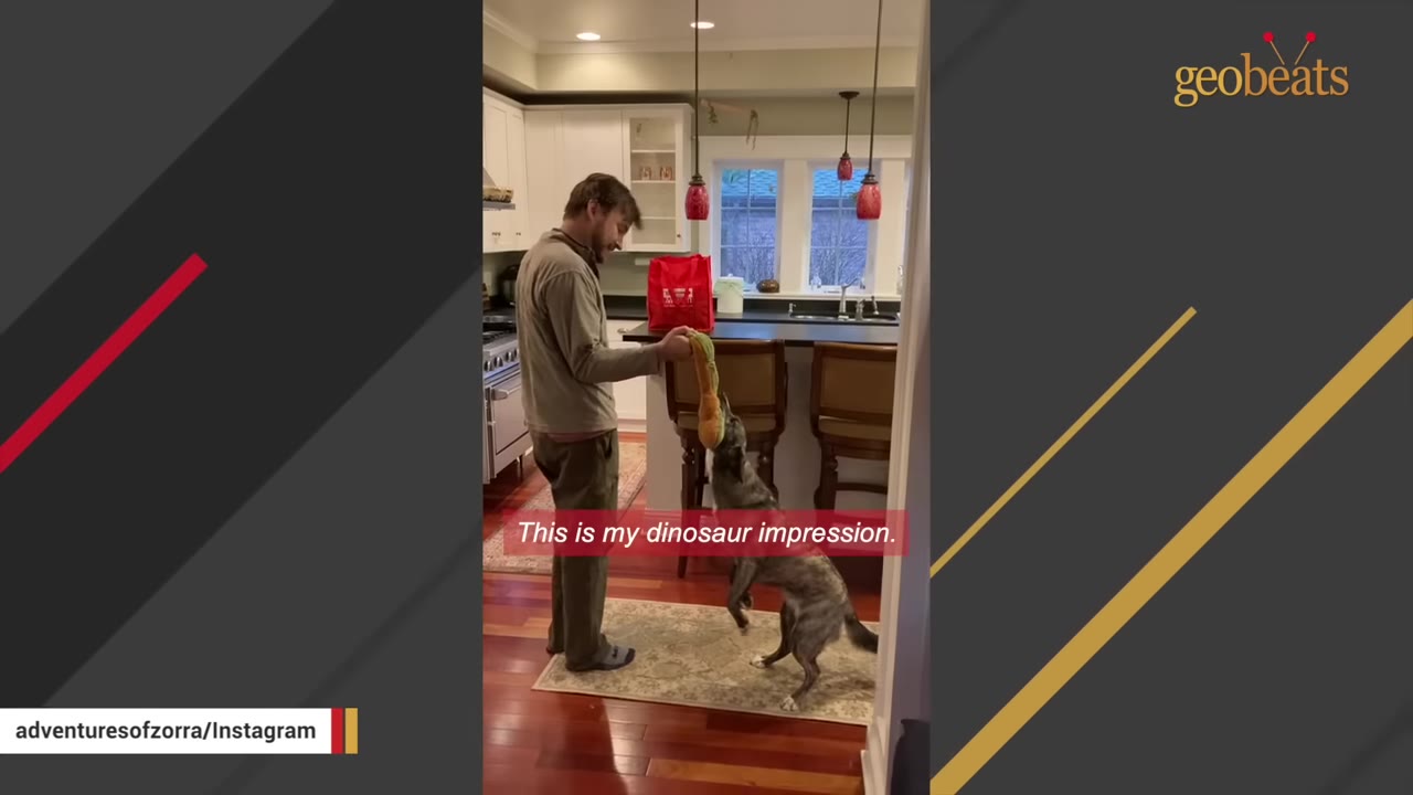A man in a kitchen holding a plush toy while a brindle dog stands on its hind legs to grab it.