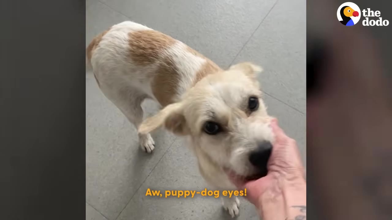 A light brown and white dog looking up with wide eyes while a person's hand gently holds its chin.