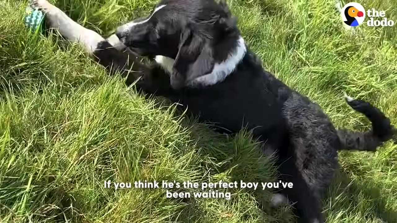 A black and white dog lies in green grass, looking alertly to the side with its tail raised.