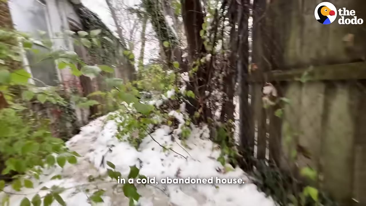 A snowy, overgrown pathway next to a dilapidated, abandoned building with green vines and trees.