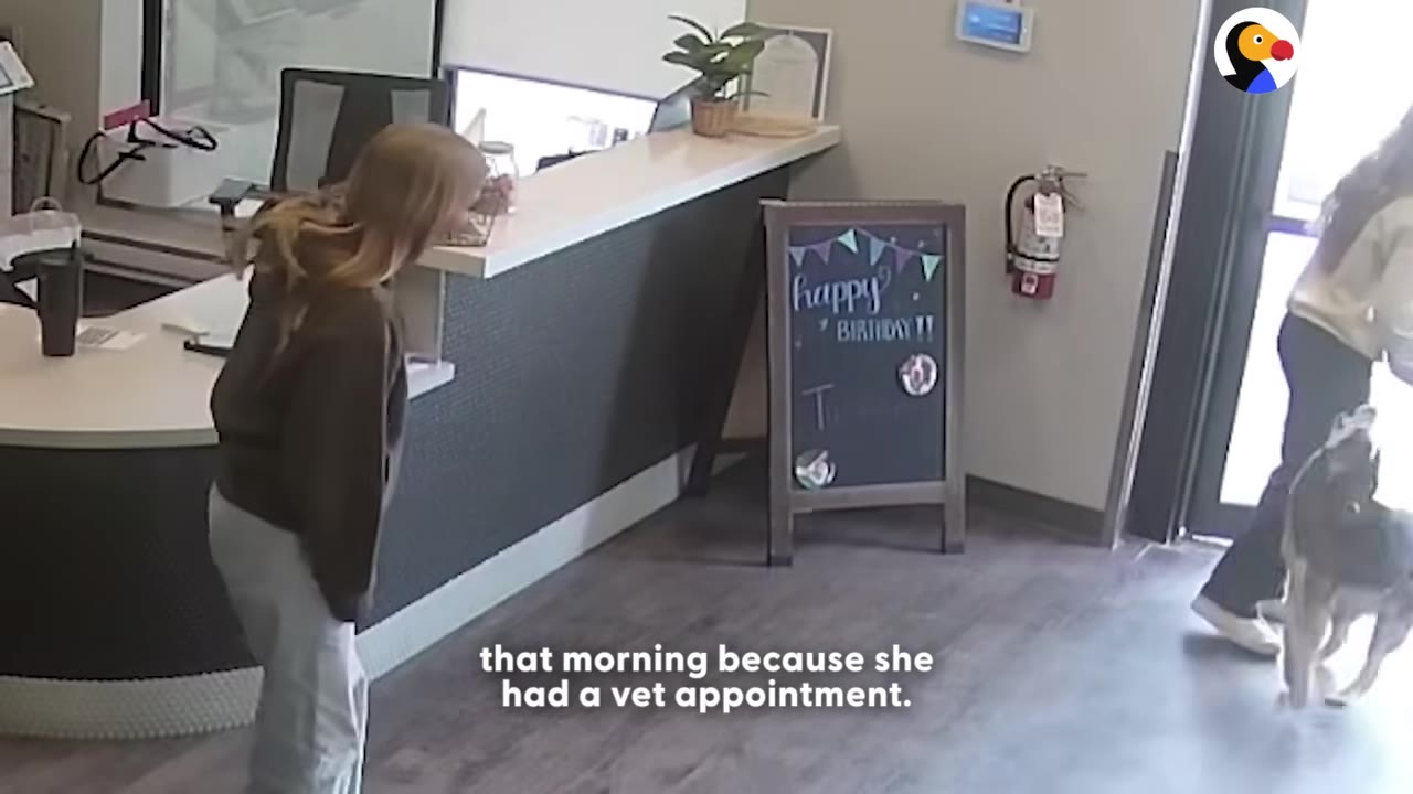 A husky walks into a doggy daycare lobby with its owner as a receptionist looks on from behind the front desk.