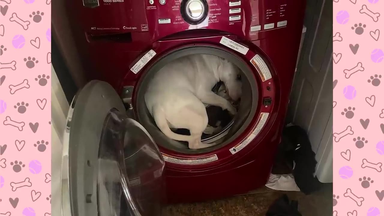 A white dog curled up inside the drum of a red front-loading washing machine with its door open.