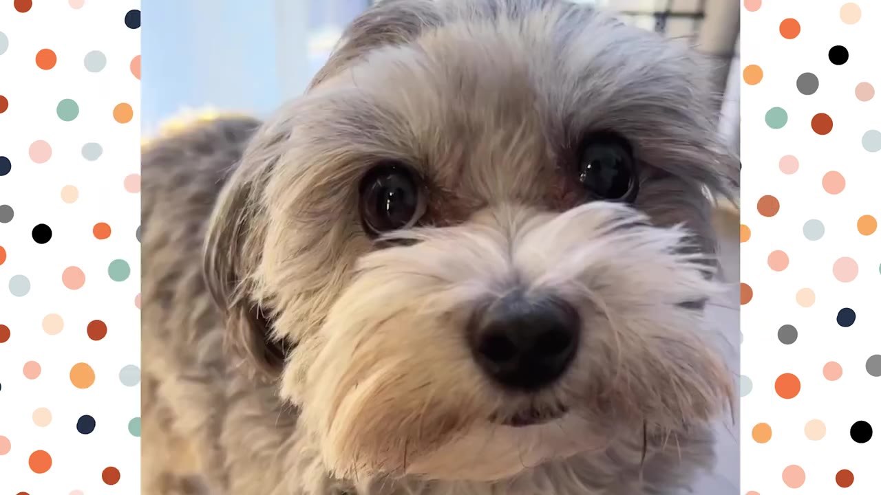 A close-up of a small, fluffy grey and white dog looking directly into the camera with large, dark, expressive eyes.