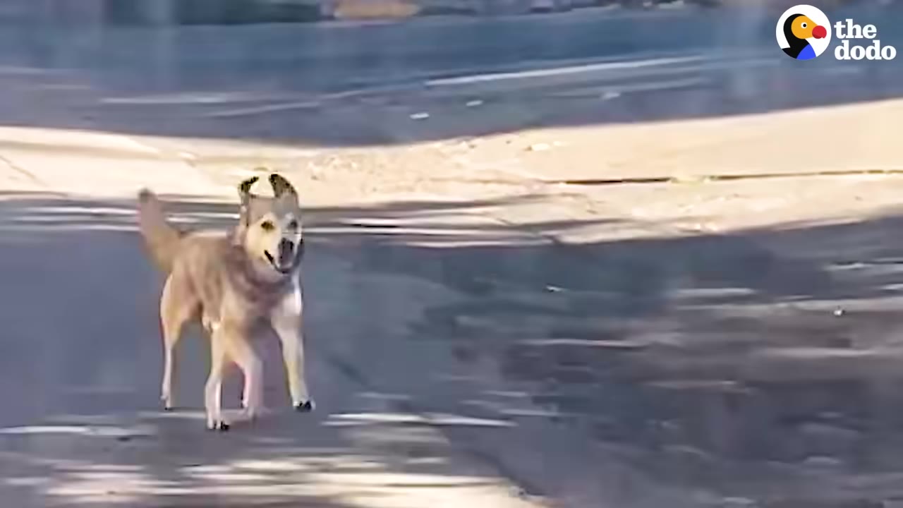 A light brown dog running down an asphalt street, looking forward with its ears perked up.