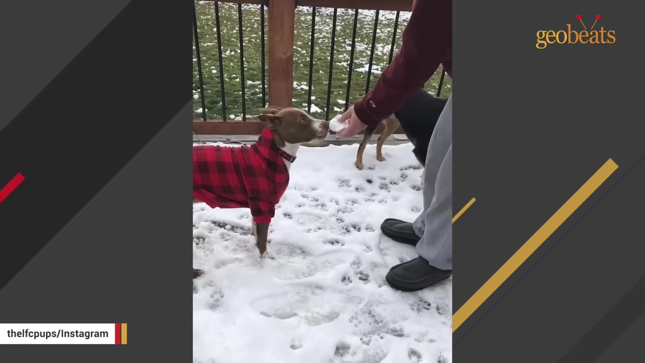 A brown and white dog wearing a red and black plaid jacket stands in the snow on a deck, sniffing a snowball held by a person.
