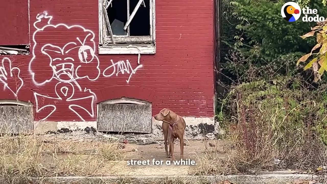 A brown dog stands on a concrete path in front of a red brick building covered in white graffiti.