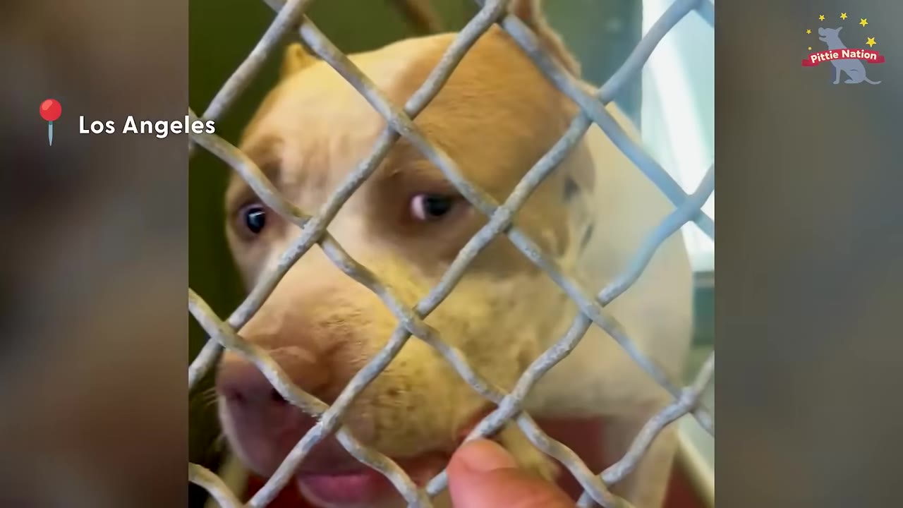 A light-colored pit bull looks sad and withdrawn behind a chain-link kennel fence.