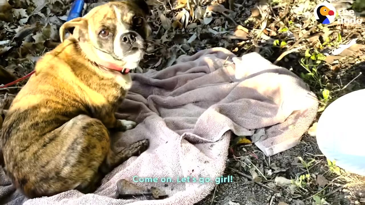 A small, brindle-colored dog with a red collar sits on a pink towel on the ground, looking up with wide, anxious eyes.