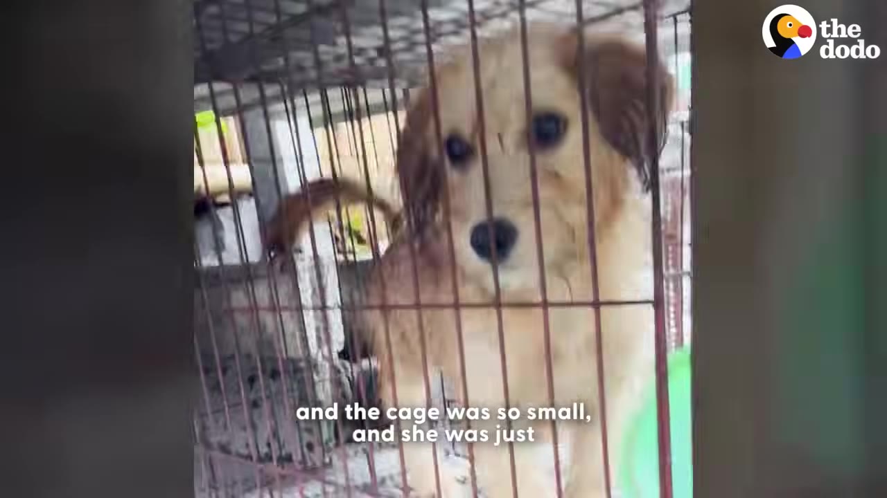 A close-up shot of a small, golden-colored dog looking out sadly from inside a wire cage.