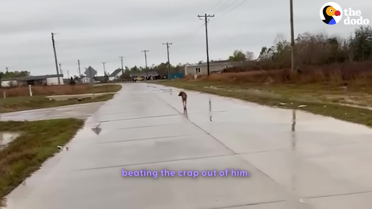 A lone dog walks down the center of a wet, empty paved road in a rural area under an overcast sky.