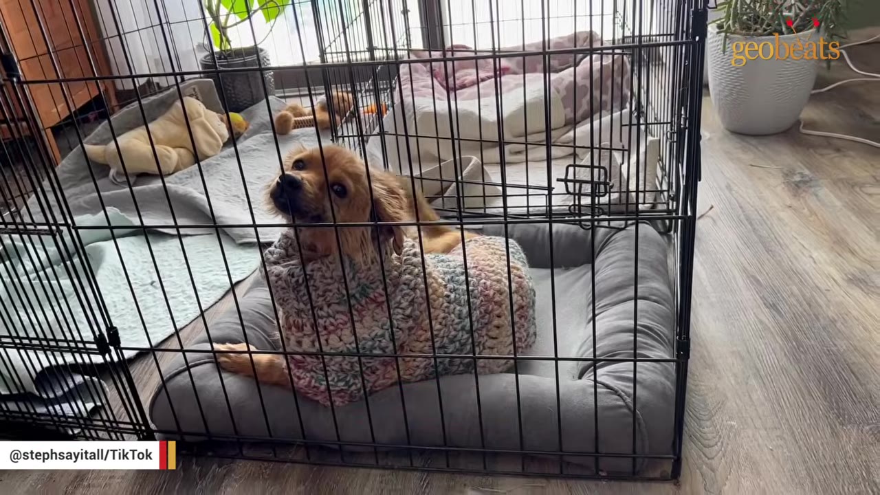 A small brown dog wearing a colorful knit sweater sits inside a black wire crate on a grey dog bed.