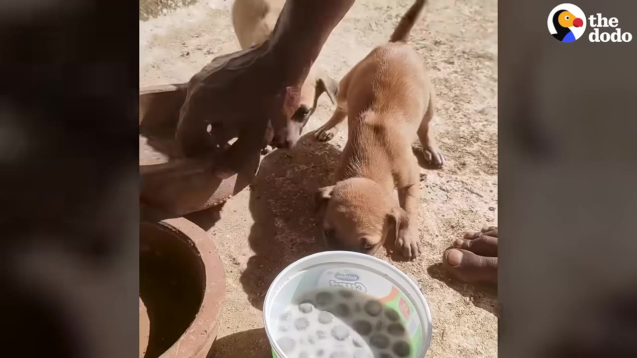 A person's hand places a bowl of food and water on the ground for two small brown puppies.